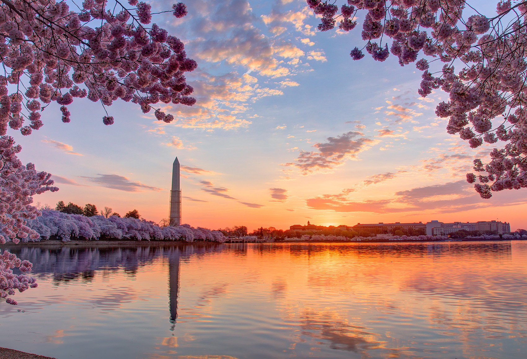 View of the Tidal Basin and Washington Monument in Washington DC with cherry blossoms